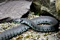 grass snake 1488853 1920 jpeg