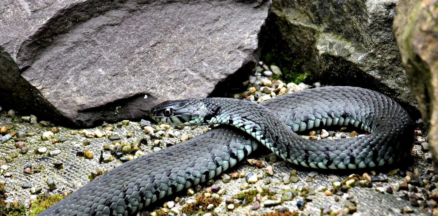 
    Șarpele a fost eliberat departe de locuințele oamenilor, în mediul naturalFOTO: Pixabay.com  