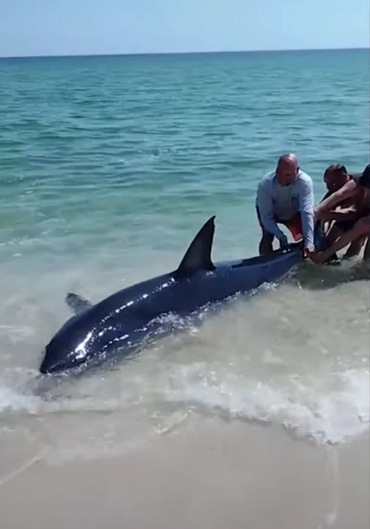 În final, au reușit să salveze rechinul / captură: YouTube