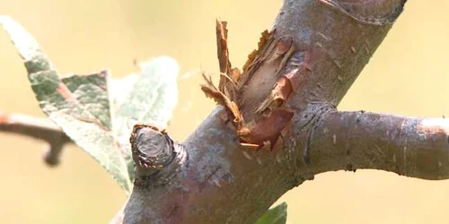 Dezastru pomicultura Barbuletu