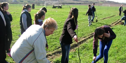 plantare puieti sm