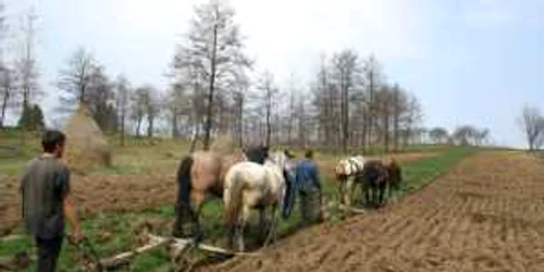 Agricultorii botoşăneni încă lucrează pământul cu calul