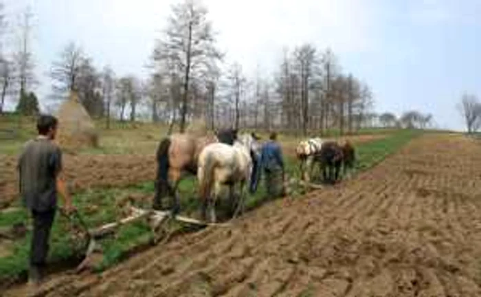 Agricultorii botoşăneni încă lucrează pământul cu calul