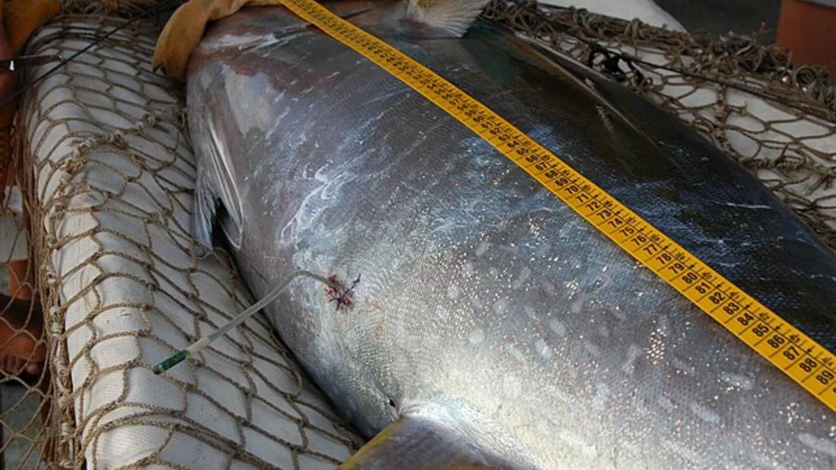 Capută fabuloasă: un ton de peste 200 de kilograme au fost prins în apele din Devon