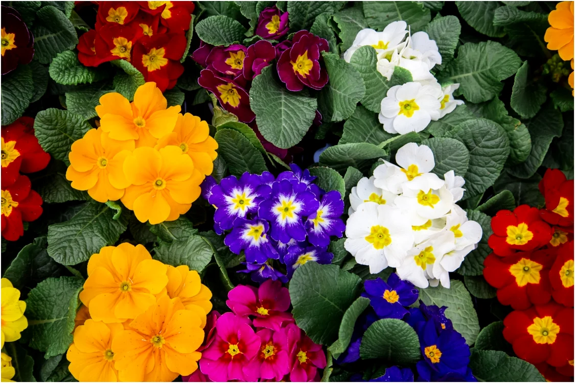 Planta care te scapă de țânțari vara aceasta. Foto: magnific.com