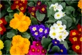 lantana jpg