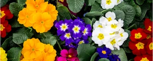 lantana jpg