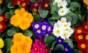 lantana jpg