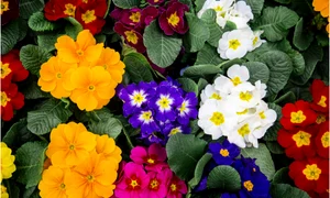 lantana jpg