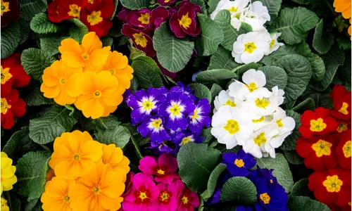 lantana jpg