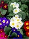 lantana jpg