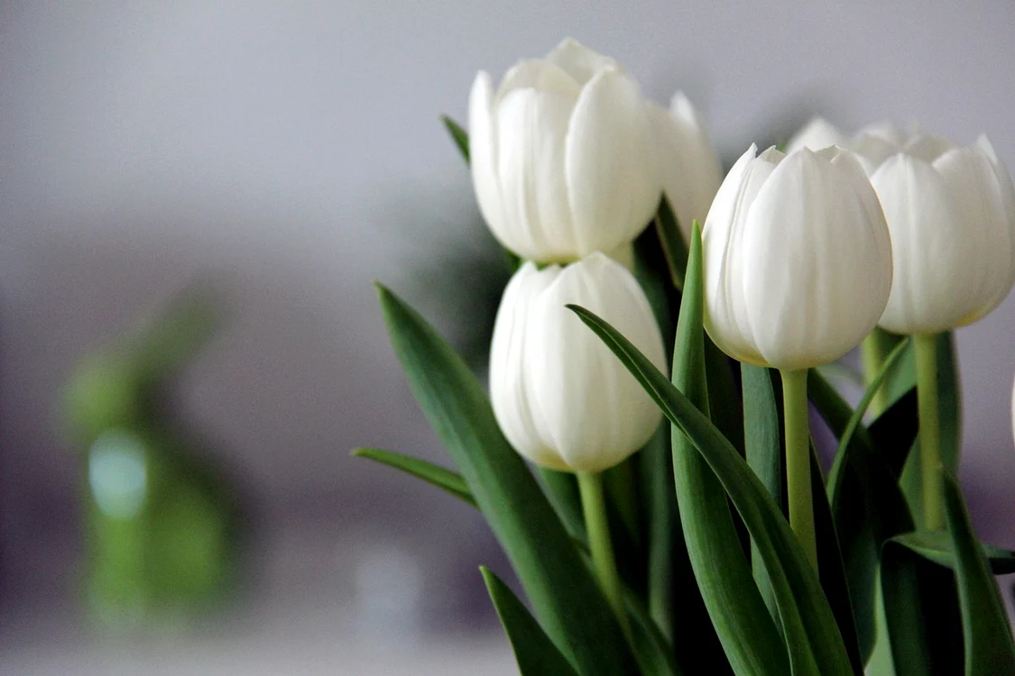  Lalele albe - Foto: Pixabay 