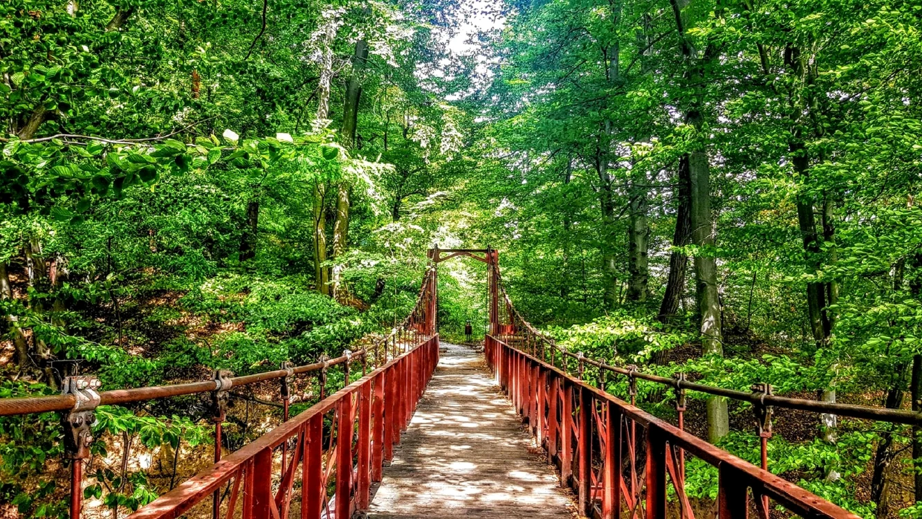 Aleea de cură balneară din Călimănești Vâlcea în continuarea unui viitoare păduri parc Foto CNIPT VL