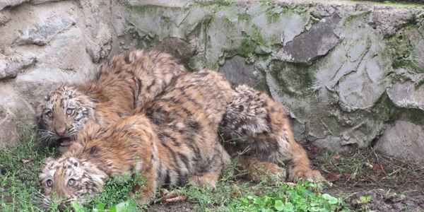 Două dintre cele trei feline vor ajunge vedete în arenă