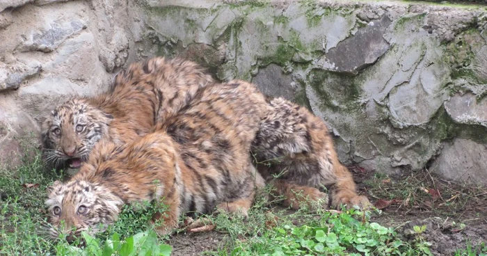 Două dintre cele trei feline vor ajunge vedete în arenă