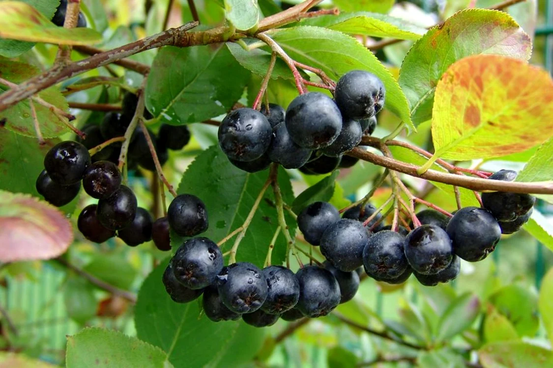 Aronia Foto: Valahia Garden