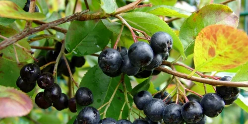  Valahia Garden aronia