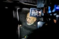 Cornel Dinicu, patronul de la Ferma Dacilor a fost reținut Foto Inquam Photos  Ovidiu Micsik