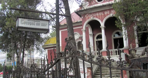 cocosul de aur