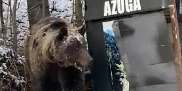 urs azuga foto facebook
