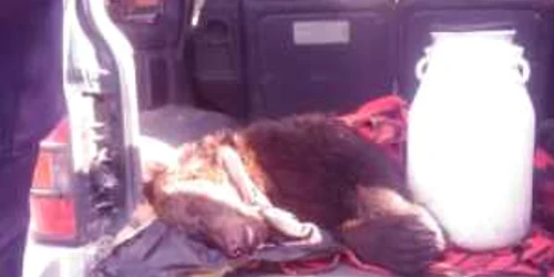 Bistriţa : Bărbatul care a ucis luni un pui de urs riscă să ajungă falit