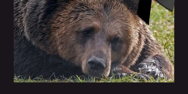 Odi era ursul care râde FOTO Asociaţia Milioane de Prieteni