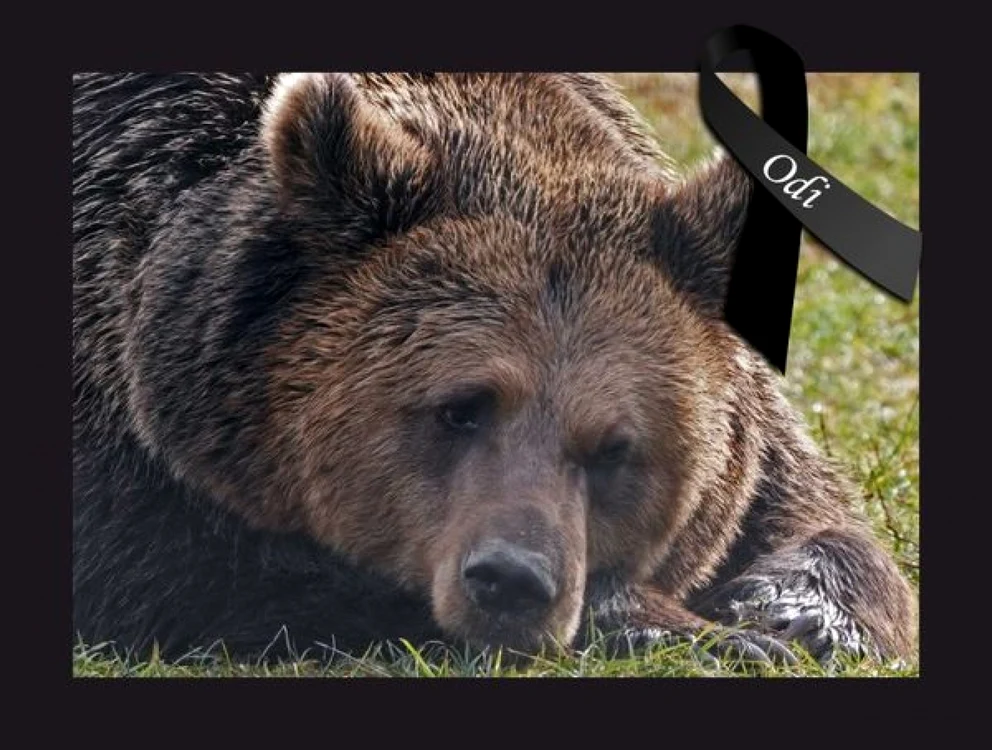 Odi era ursul care râde FOTO Asociaţia Milioane de Prieteni