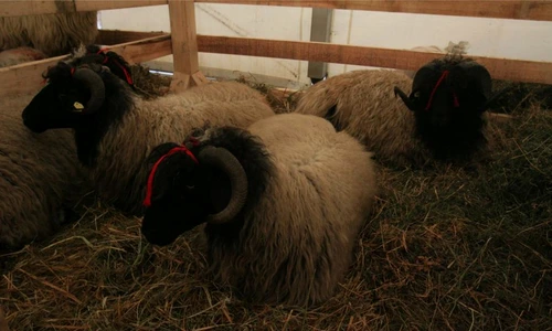 1 48638 original jpg jpeg