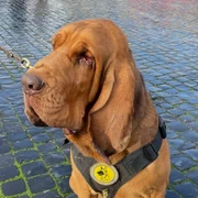 Bruno, caine ucis Italia foto x jpg