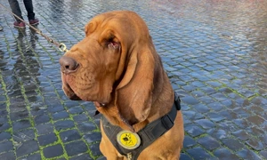 Bruno, caine ucis Italia foto x jpg