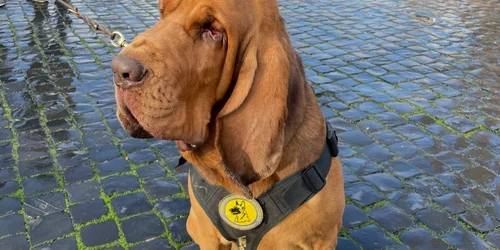 Bruno, caine ucis Italia foto x jpg