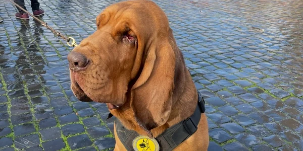 Bruno, caine ucis Italia foto x jpg