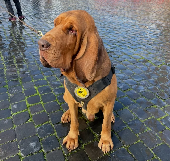 Bruno, câinele Bloodhound care a salvat nouă vieți FOTO: X