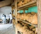 În Viscri, se respectă principiul slow food. FOTO: Shutterstock