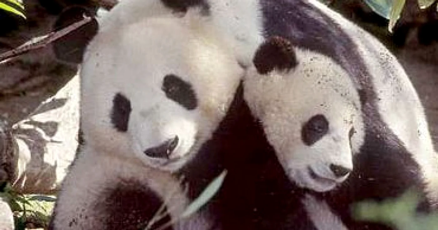 VIDEO China sărbătoreşte 140 de ani de la 'descoperirea' ursului panda
