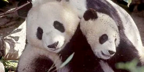 VIDEO China sărbătoreşte 140 de ani de la 'descoperirea' ursului panda