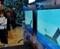 campionat angry birds samsung smart tv
