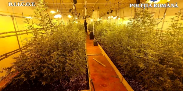 cultura cannabis in bucuresti