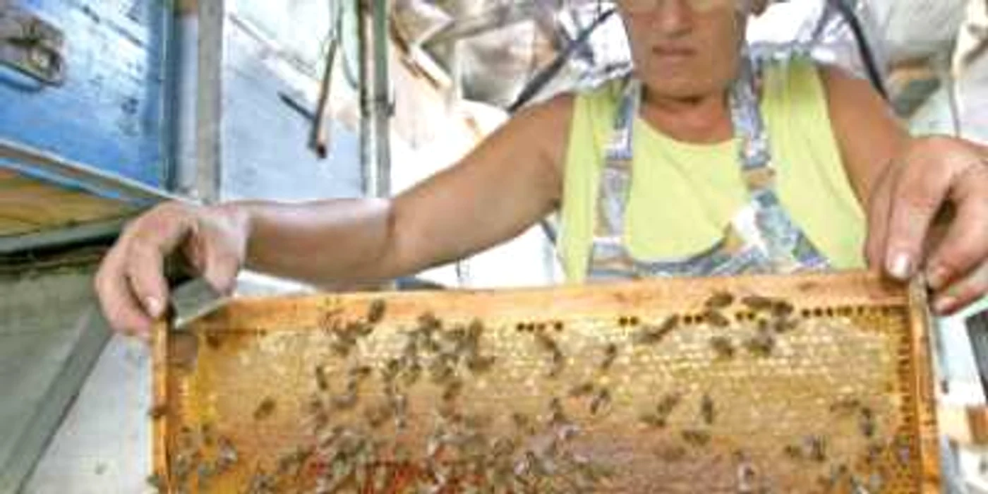 Mierea românească merge bine la export