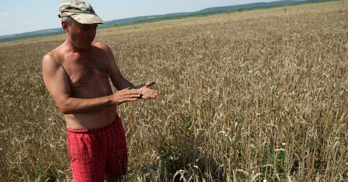 Grâul este predispus la boli de toamnă Foto: Adevărul