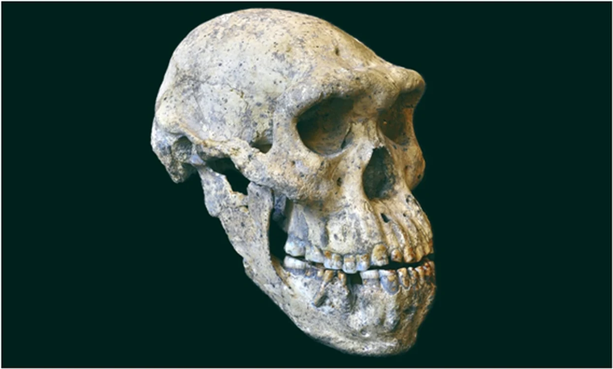 erectus 3 jpg jpeg