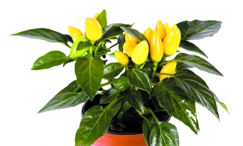 1 46590 original jpg jpeg