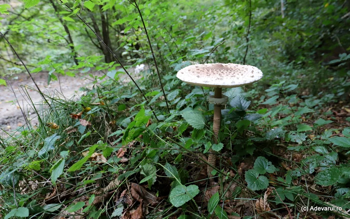 Ciupercile din sălbăticie prezintă uneori riscuri pentru sănătate. Foto: Daniel Guță. ADEVĂRUL