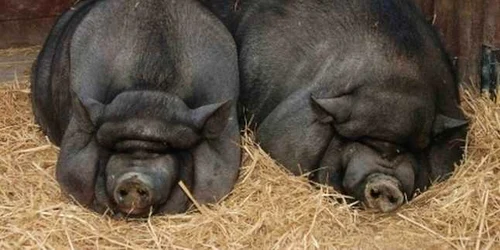 brasov porci vietnamezi