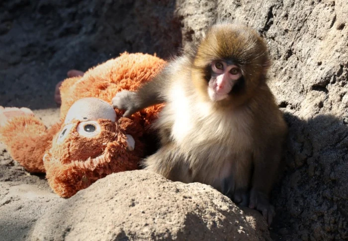 Punch și jucăria lui de pluș FOTO: Profimedia