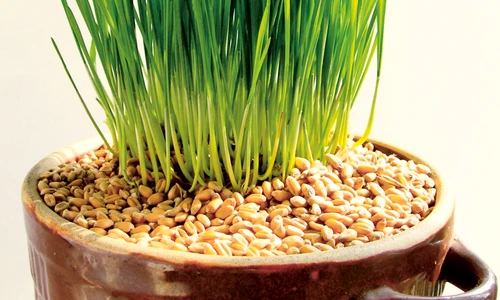 1 61129 original jpg jpeg