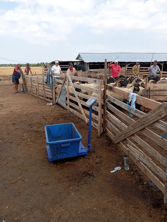 A fost măcel la Tufeni, au relatat fermierii FOTO: arhiva personala fermieri