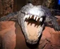 3 1450 king croc jpg jpeg