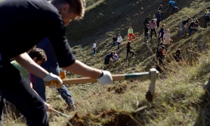 Cum se plantează o pădure jpeg