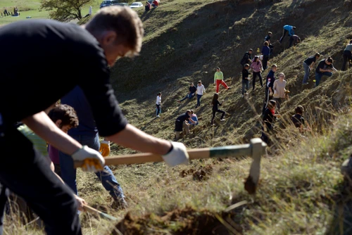 Cum se plantează o pădure jpeg